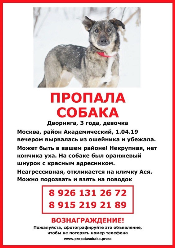 Жители района могут помочь найти приюту Бирюлево пропавшую собаку