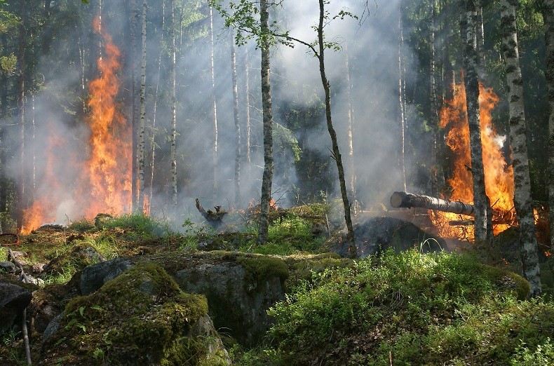 Ответственность за нарушение правил пожарной безопасности в лесу
