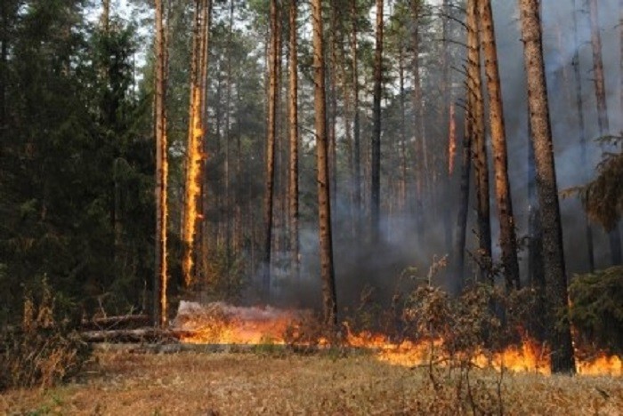 Что делать при пожаре в лесу?