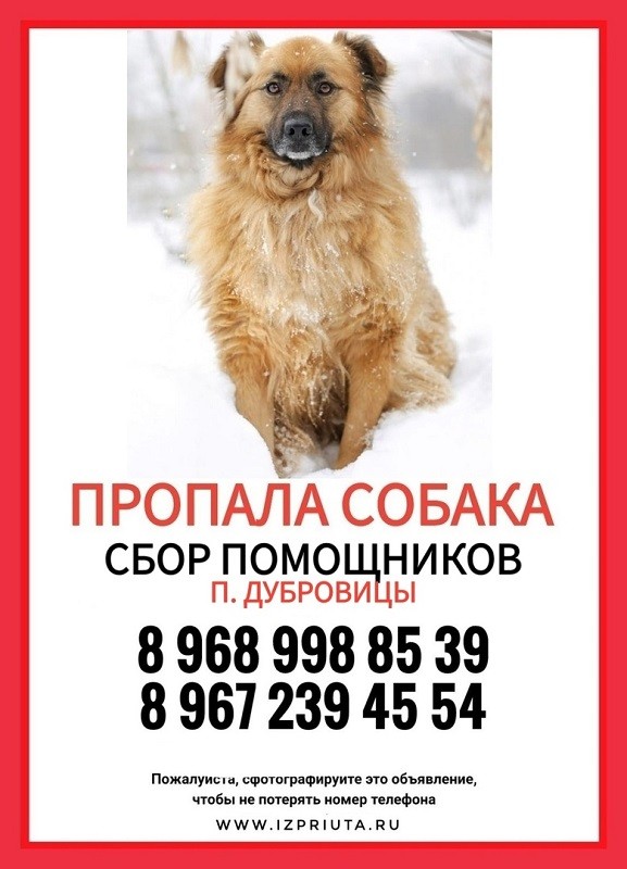 Приют «Бирюлево» вместе с жителями района продолжает поиски пропавшей собаки