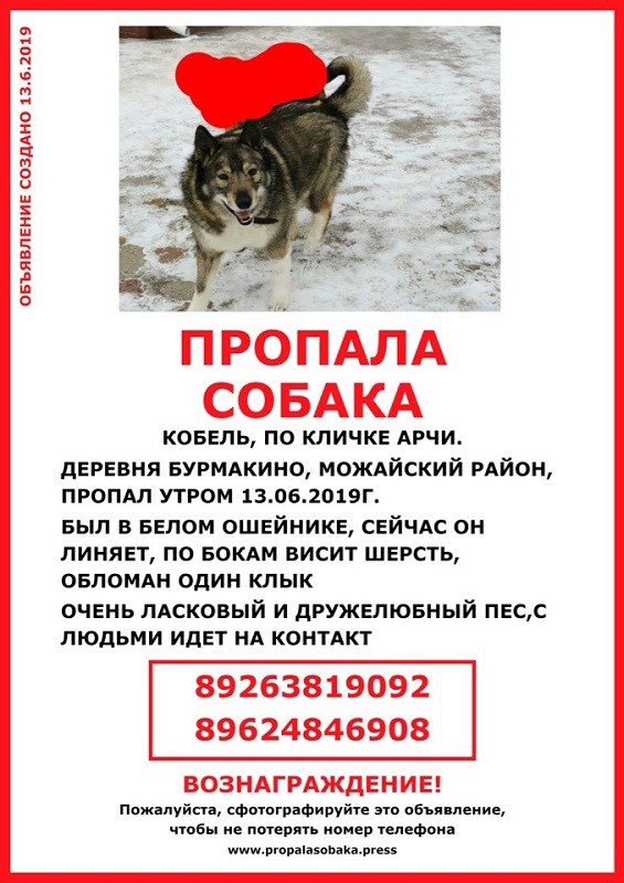Приют «Бирюлево» разместил объявление о пропавшей собаке