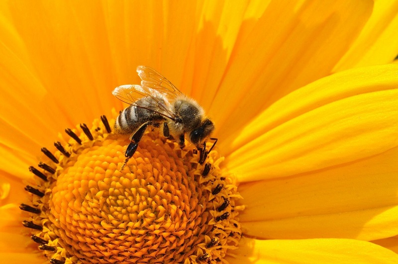 Бирюлевцы назвали лучшую тему для видеоэкскурсий в экоцентре «Пчеловодство»