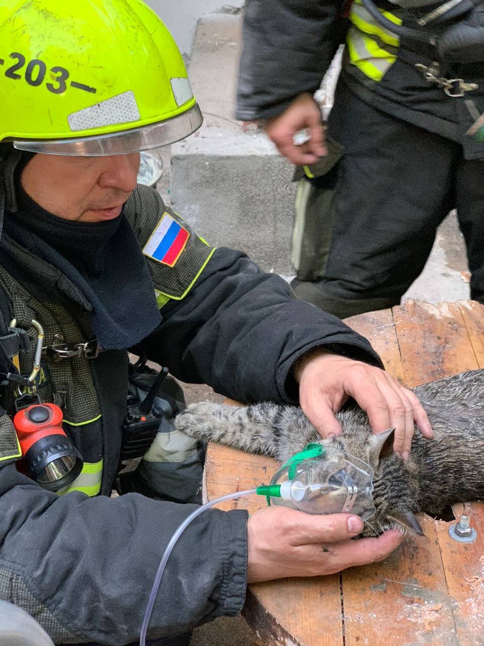 С начала года московские спасатели и пожарные более 620 раз выезжали для помощи животным