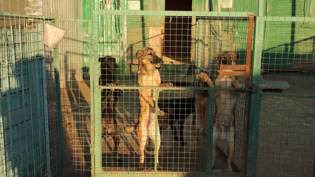 Животные приюта Бирюлево примут участие в выставке бездомных животных