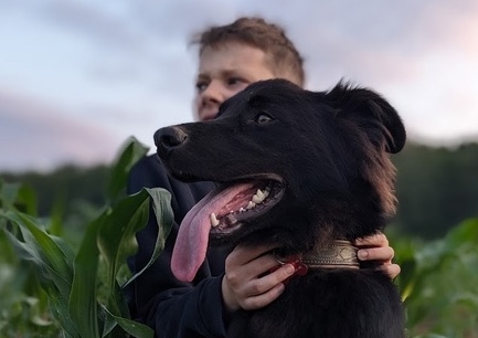 Историю собаки по кличке Эван рассказали представители приюта Бирюлева
